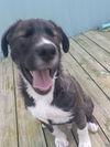 Knox *Available soon*