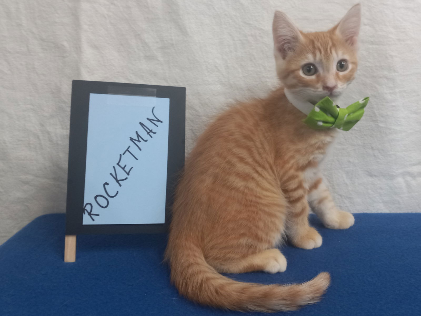 adoptable Cat in Murfreesboro, NC named Rocketman *Available soon*