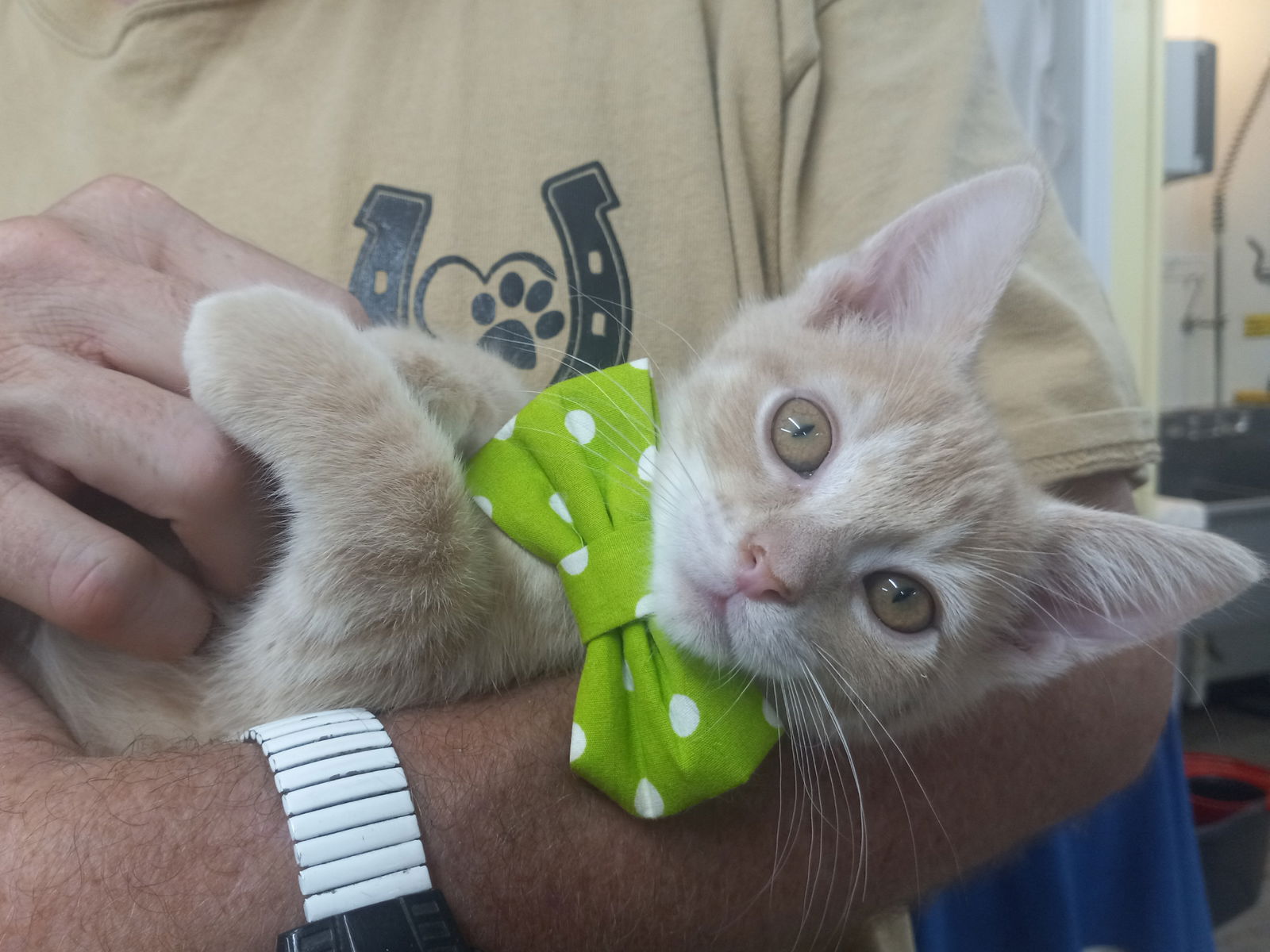 adoptable Cat in Murfreesboro, NC named Ringo Starr *Available after neuter*