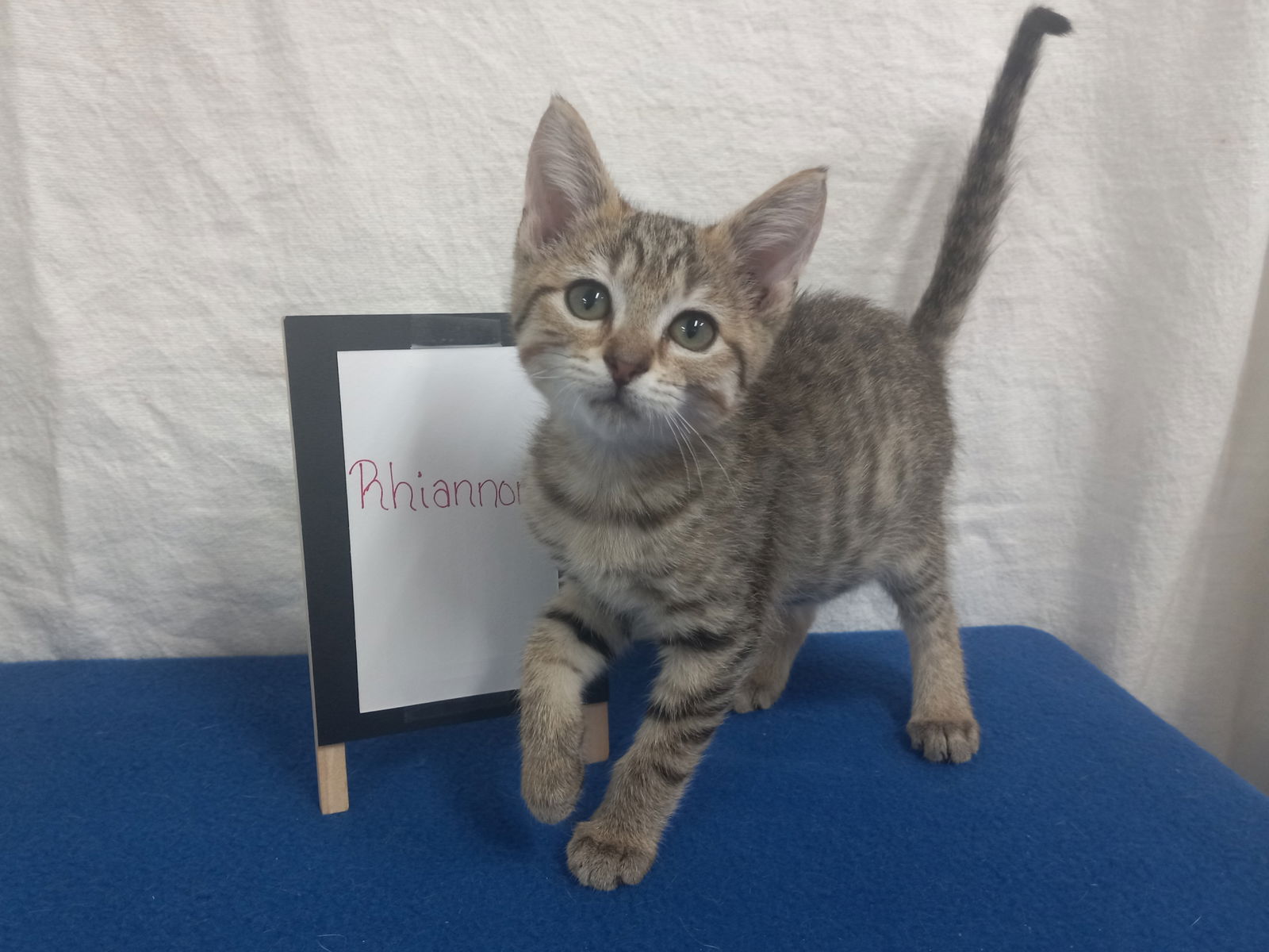adoptable Cat in Murfreesboro, NC named Rhiannon *Available after spay*