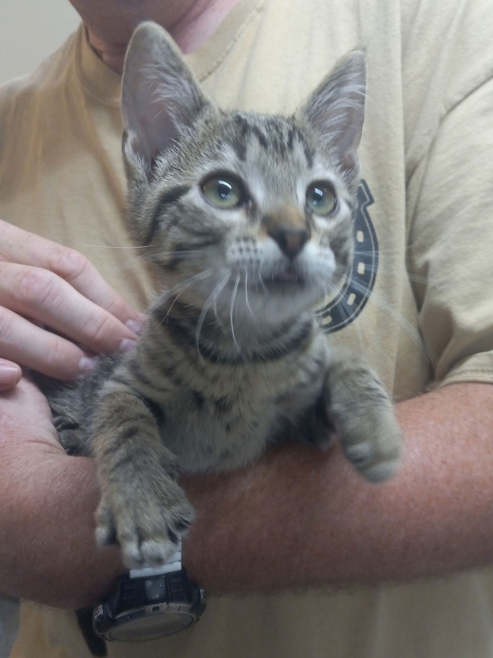adoptable Cat in Murfreesboro, NC named Ruby Tuesday *Available Soon*