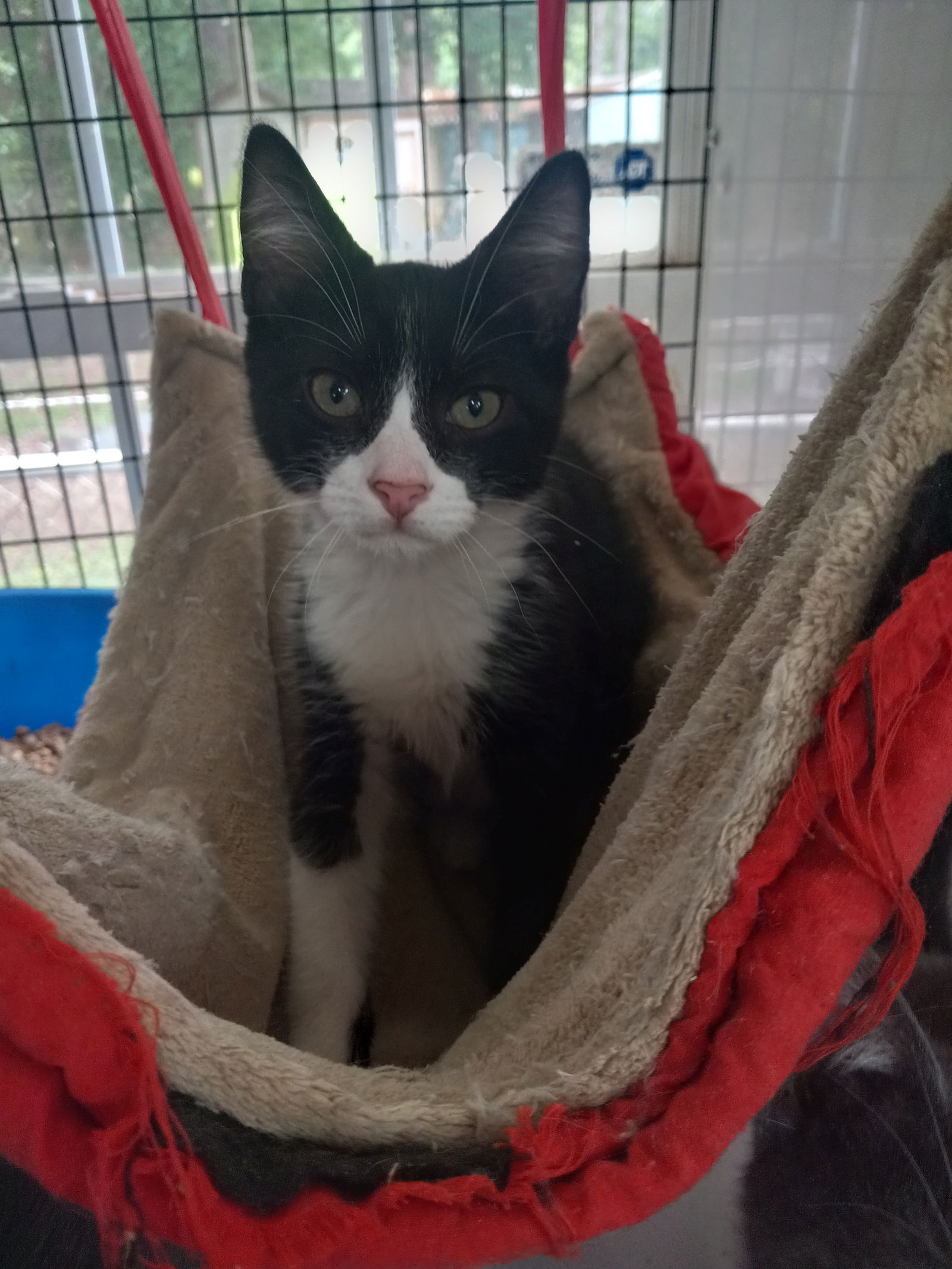 adoptable Cat in Murfreesboro, NC named Tux