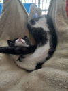 Tux