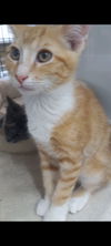 Hugo