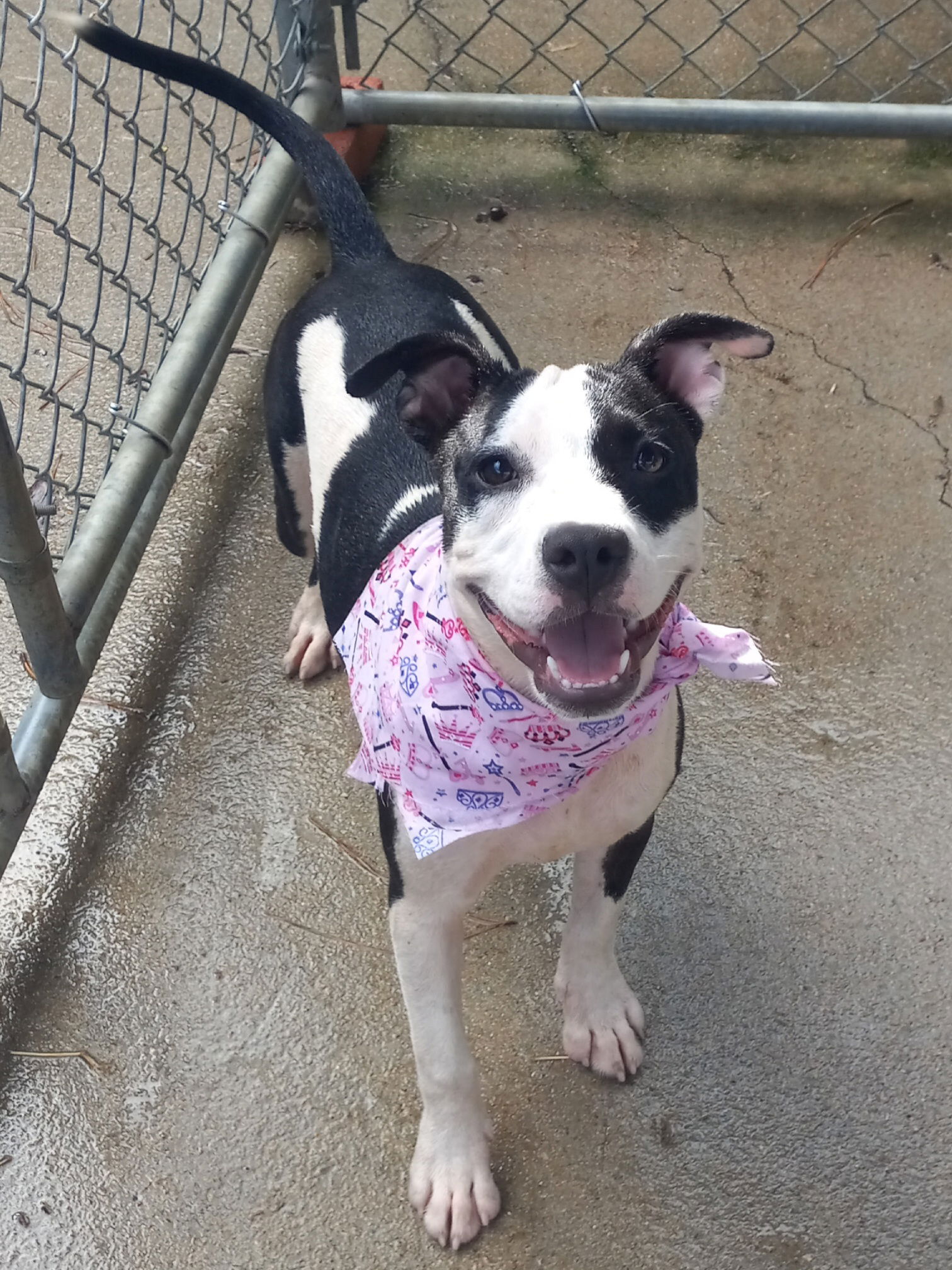adoptable Dog in Murfreesboro, NC named Lilith *Available soon*