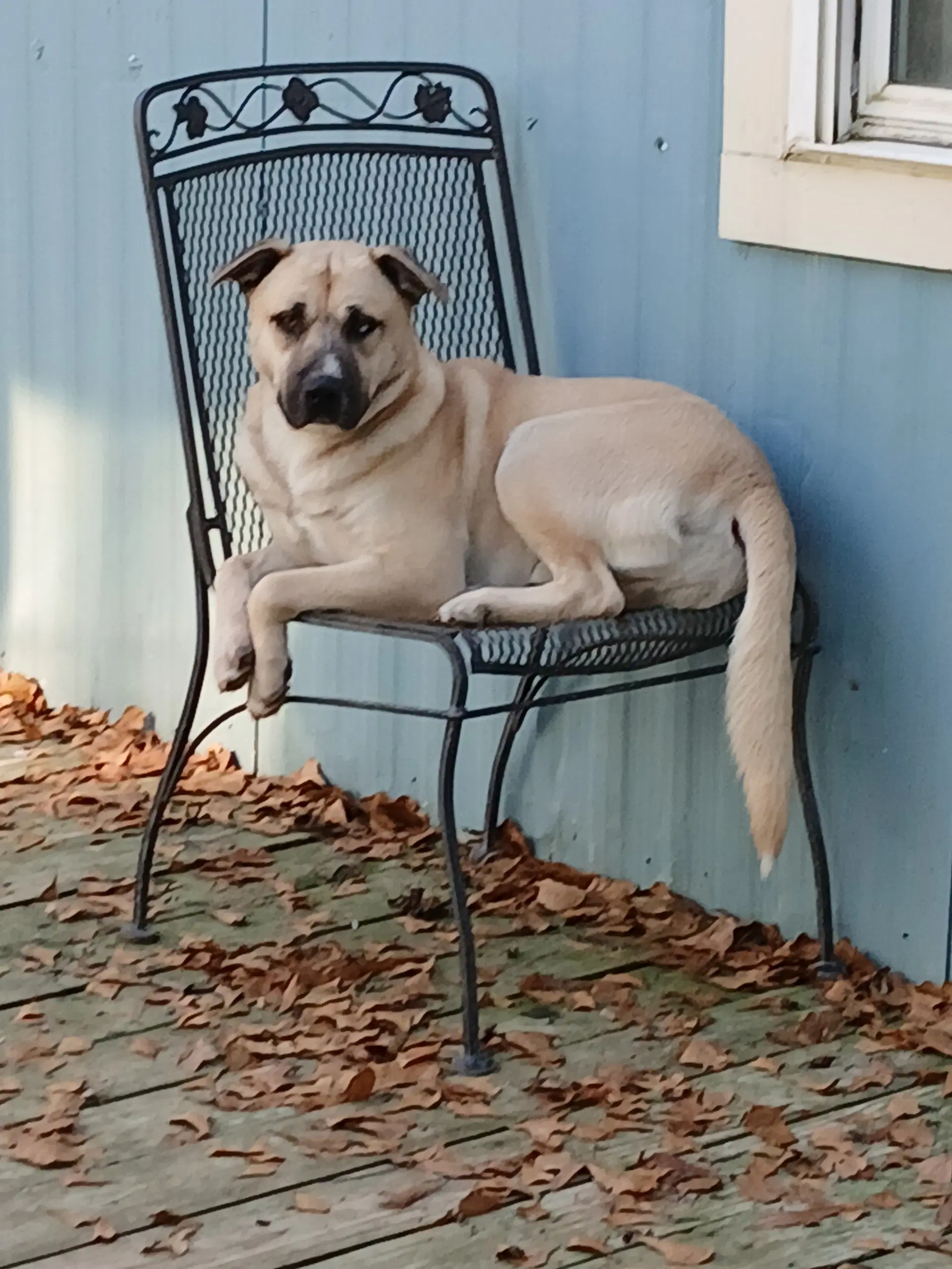 Jacoby image 3