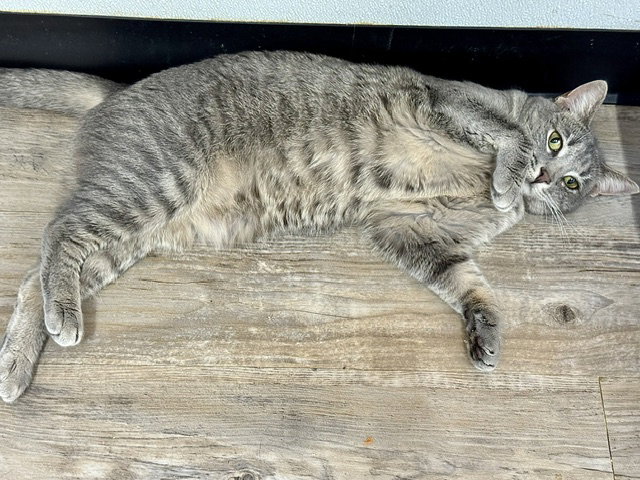 Molly