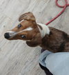 Jasper *Available soon*
