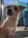 Cooper *Available around 1/15*