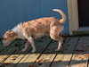 Cooper *Available around 1/15*