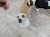 Cooper *Available around 1/15*