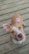 Marley *Available soon*