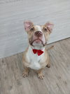 Marley *Available soon*