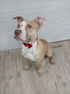 Marley *Available soon*