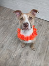 Marley *Available soon*