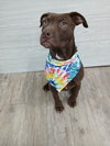 Maddox *Available soon*