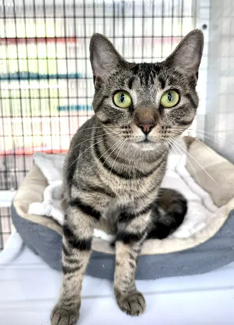 Nadine - Domestic Short Hair