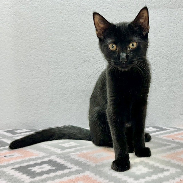 Watson