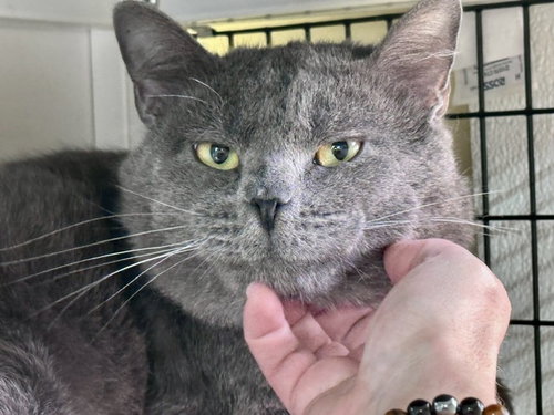 Duncan, Domestic Short Hair / Mixed, cat for adoption in Suffolk, Virginia