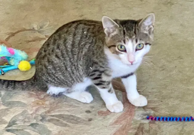 Yale - Domestic Short Hair