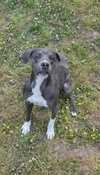 Boogie *Adoption Pending*
