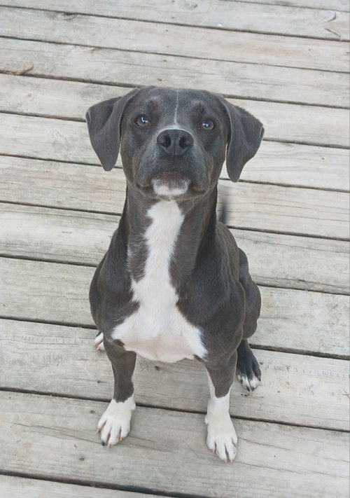 Boogie, an adoptable Unknown breed in Murfreesboro, NC