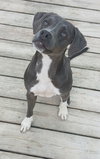 Boogie *Adoption Pending*