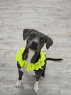 Boogie *Adoption Pending*
