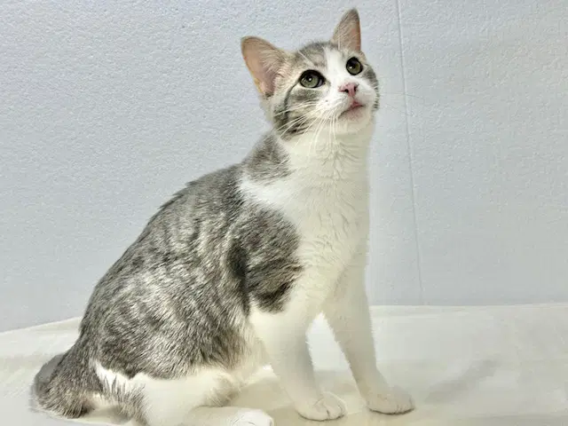 Walter Aka Wally - Domestic Short Hair