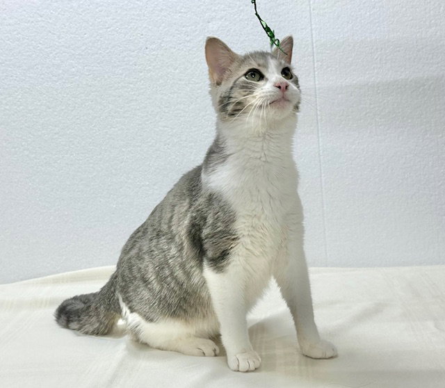 Walter (aka Wally), photo 6
