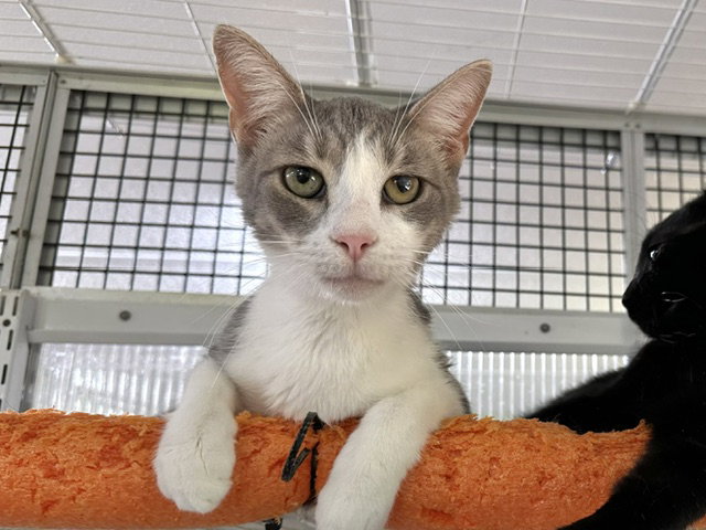 Walter (aka Wally), photo 23