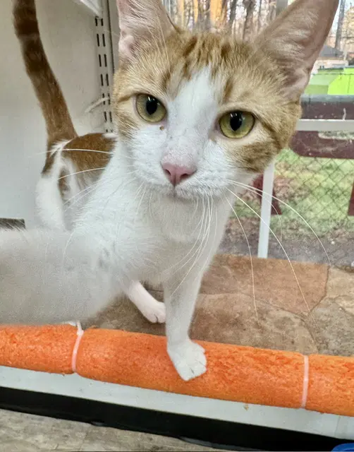 Zara - Domestic Short Hair