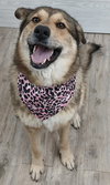 Willow *Available soon*