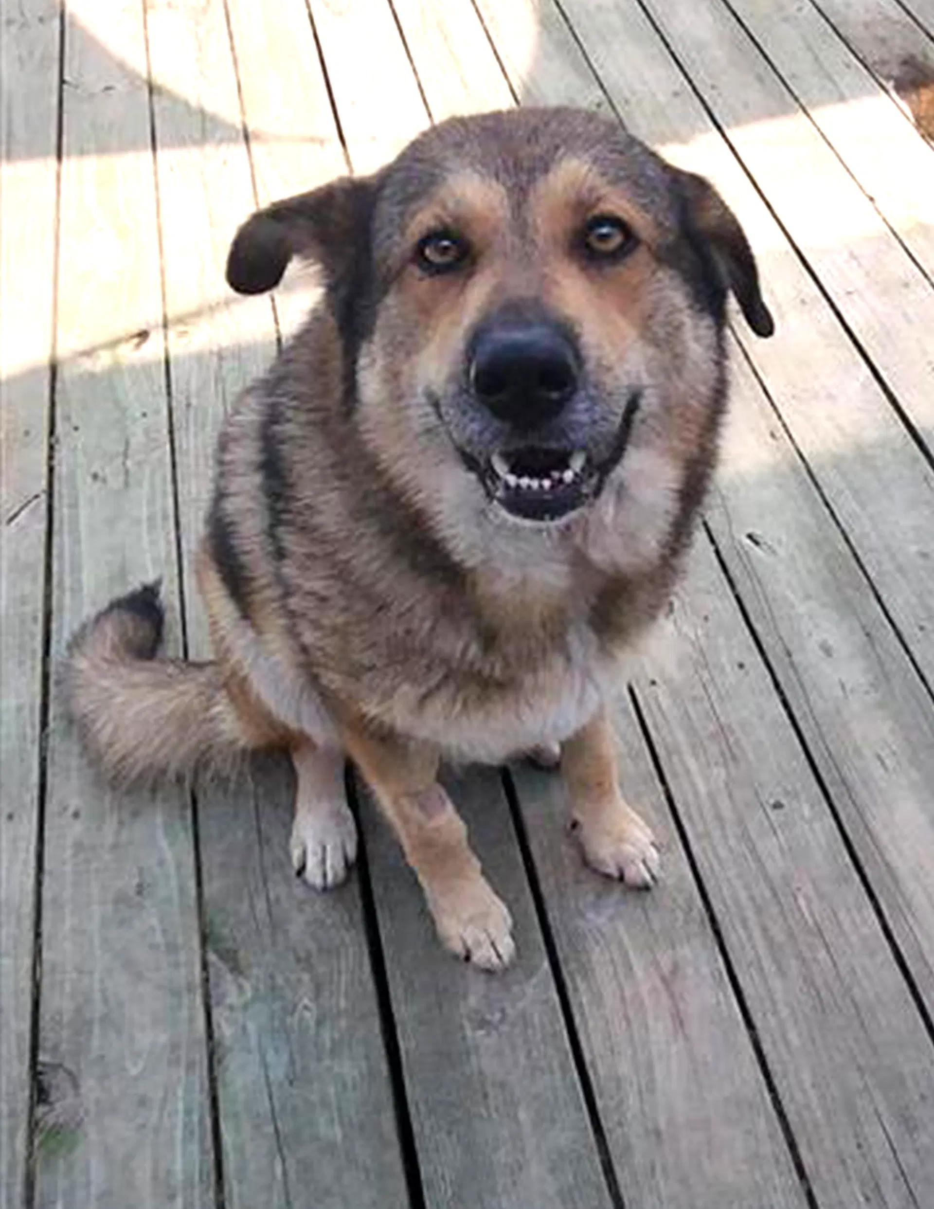 Willow - German Shepherd Dog