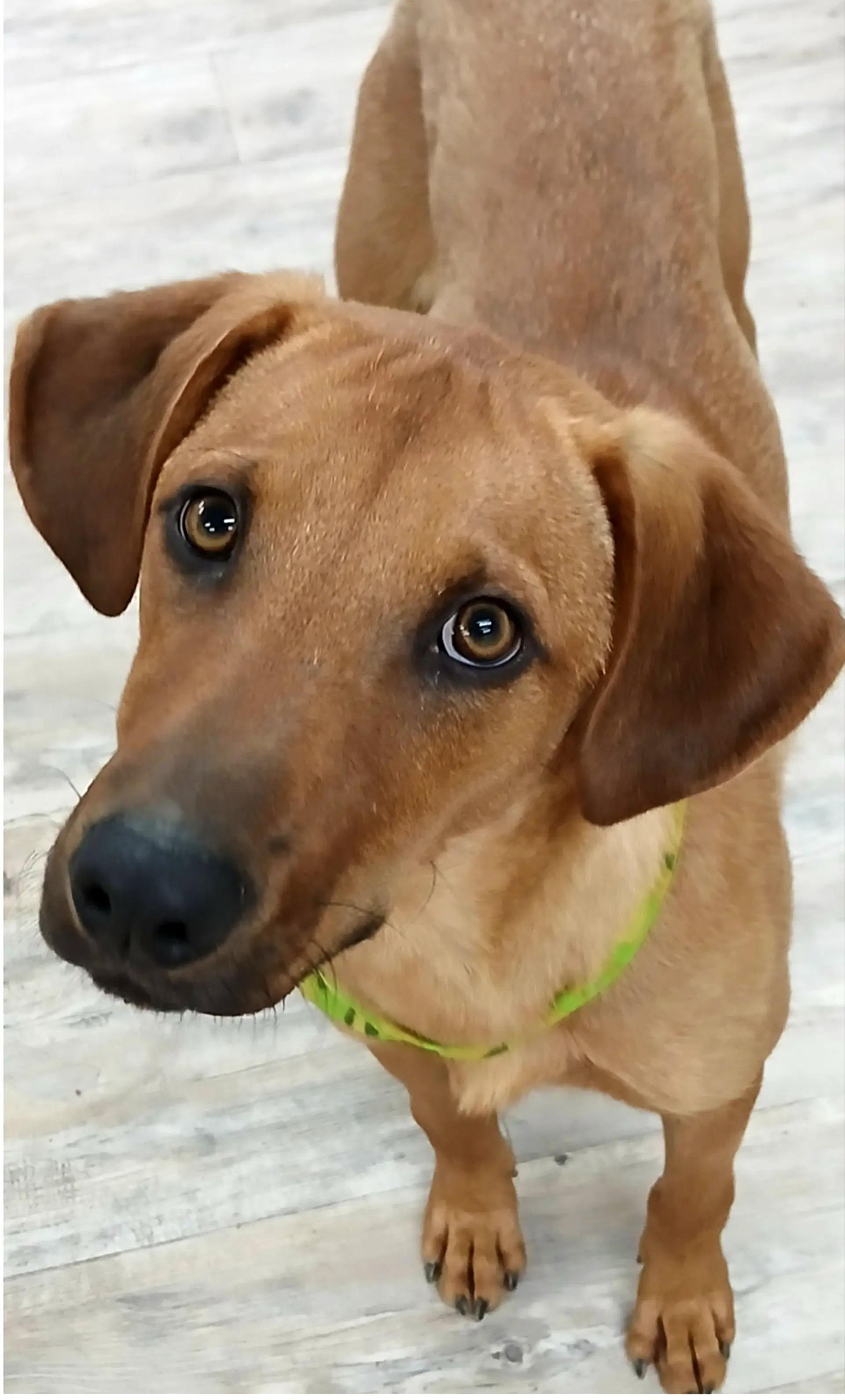Professor Red - Labrador Retriever