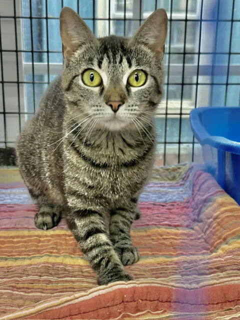 Jeanie Stripes - Domestic Short Hair