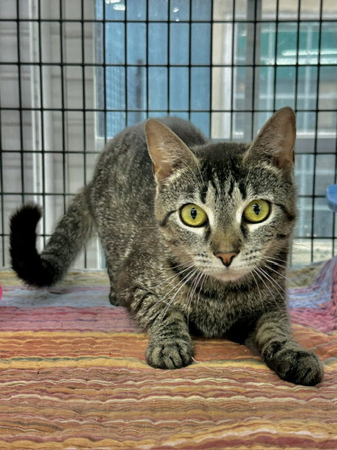 Photo 6 of Jeanie Stripes