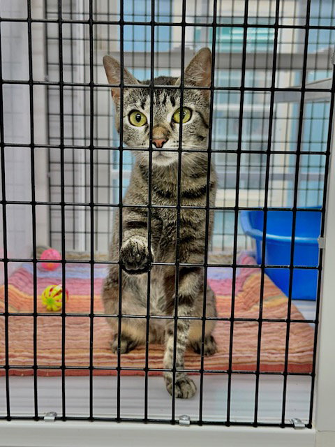 Jeanie Stripes, photo 7