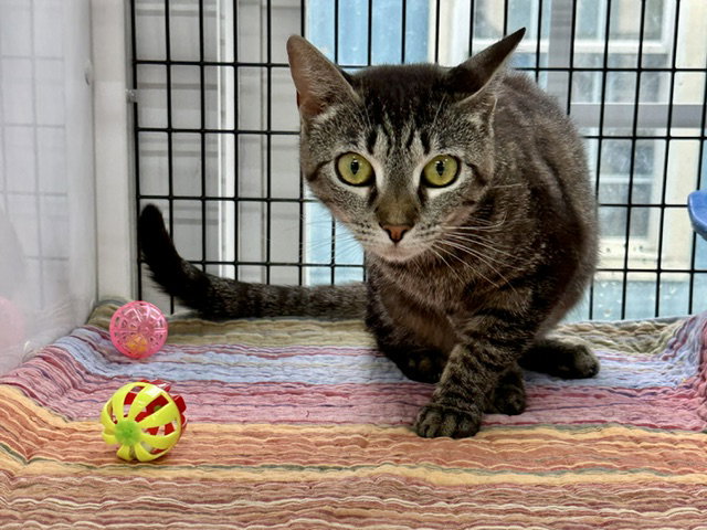 Jeanie Stripes, photo 11
