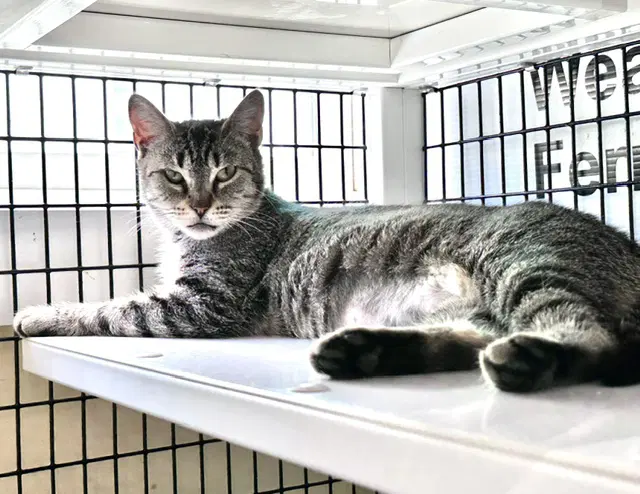 Frannie - Domestic Short Hair