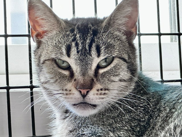 Frannie, photo 2