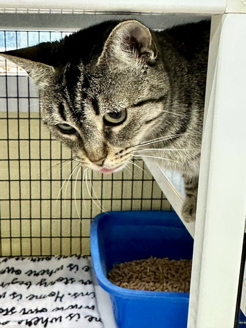 Frannie, photo 9