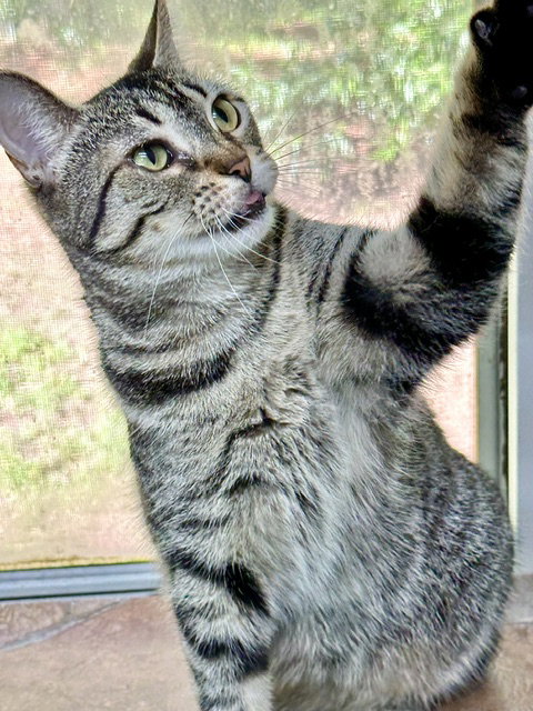 Frannie, photo 14
