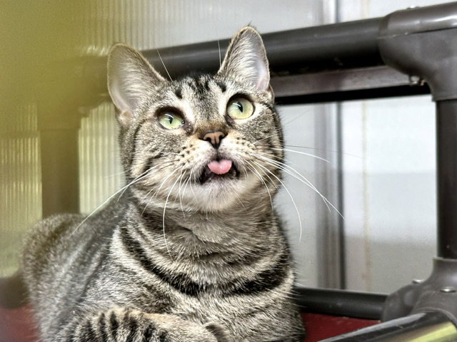 Frannie, photo 17