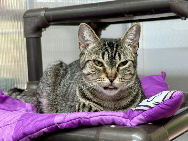 Frannie, photo 19