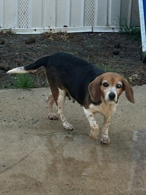 Ellie Mae *Available soon*, an adoptable Beagle in Murfreesboro, NC