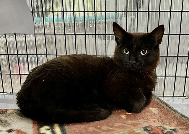 Utah, Domestic Short Hair