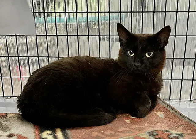 Utah - Domestic Short Hair