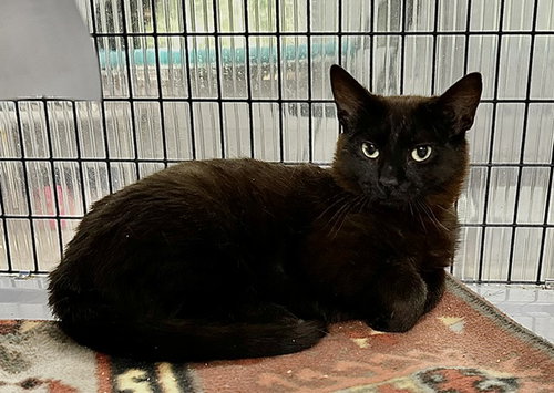 Utah, a cat for adoption from PAWS of Hertford County