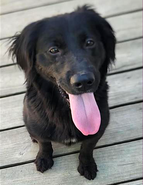 Callie *Available soon*, an adoptable Unknown breed in Murfreesboro, NC